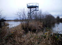 湿地の奥に立つタワー