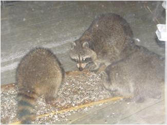 冬眠から覚めたアライグマ（Raccoon）