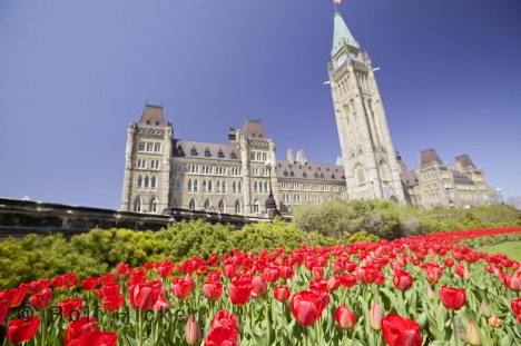 チューリップ咲き誇るカナダの首都オタワ